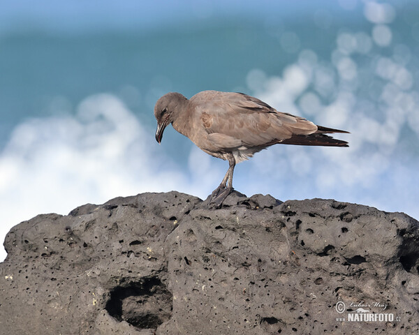 Lava Gull (Leucophaeus fuliginosus)