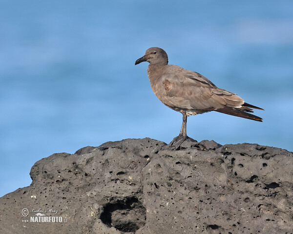 Lava Gull (Leucophaeus fuliginosus)