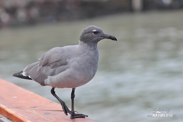 Lava Gull (Leucophaeus fuliginosus)