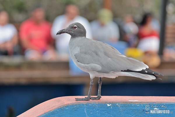 Lava Gull (Leucophaeus fuliginosus)