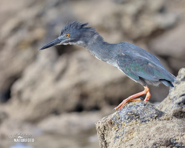 Lava Heron (Butorides sundevalli)