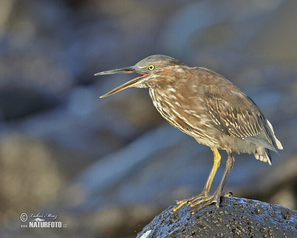 Lava Heron (Butorides sundevalli)