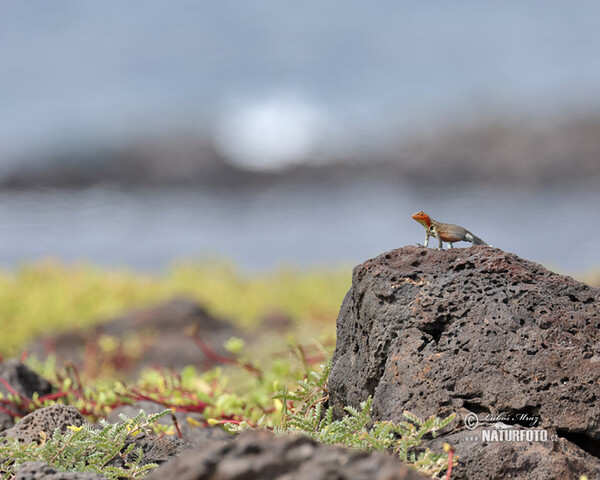 Lava Lizard (Microlophus albemarlensis)