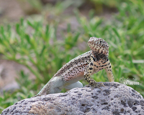 Lava Lizard (Microlophus albemarlensis)