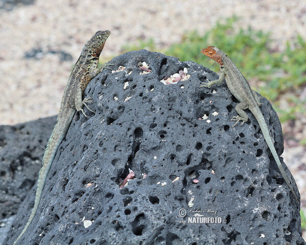 Lava Lizard (Microlophus albemarlensis)