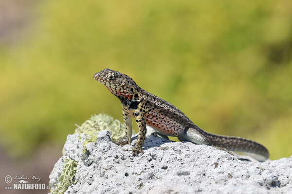 Lava Lizard (Microlophus albemarlensis)