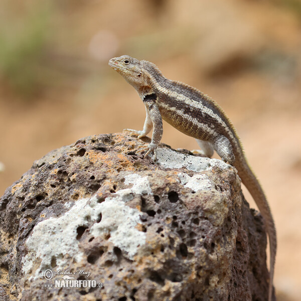 Lava Lizard (Microlophus albemarlensis)