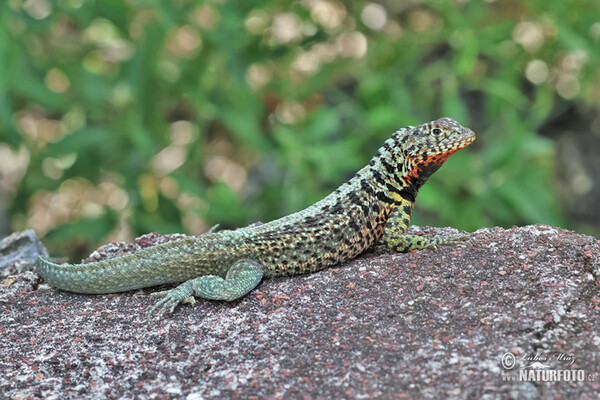 Lava Lizard (Microlophus albemarlensis)