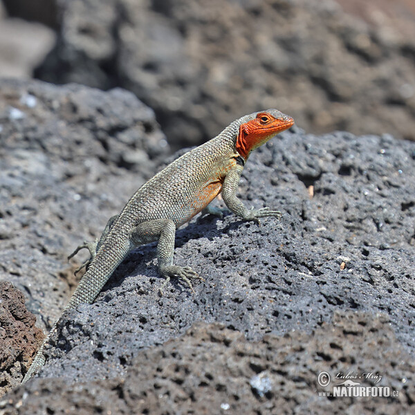 Lava Lizard (Microlophus albemarlensis)