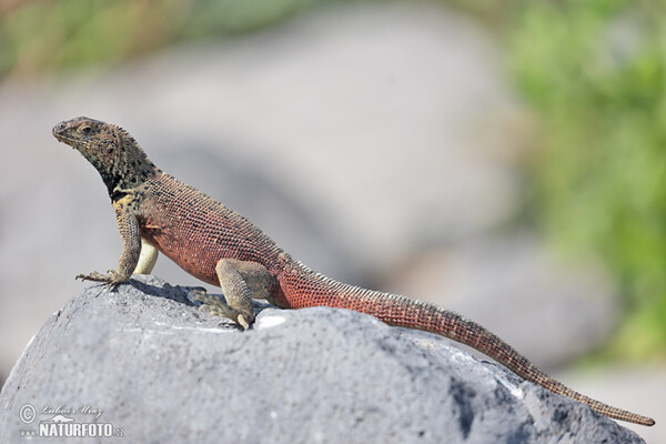 Lava Lizard (Microlophus albemarlensis)