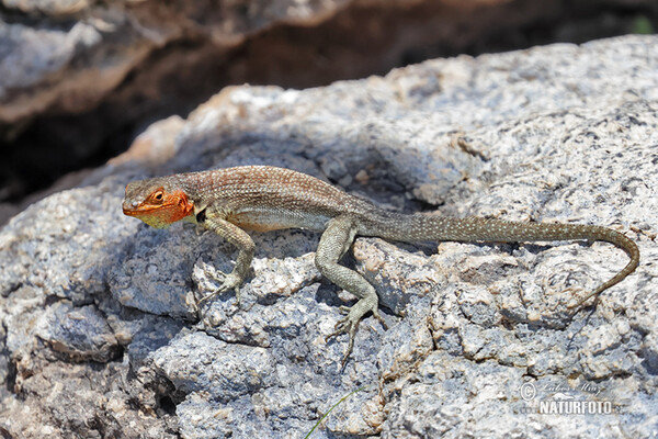 Lava Lizard (Microlophus albemarlensis)