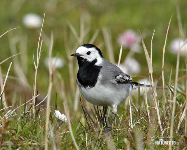 Lavandera blanca