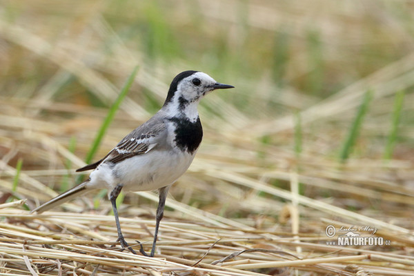 Lavandera blanca