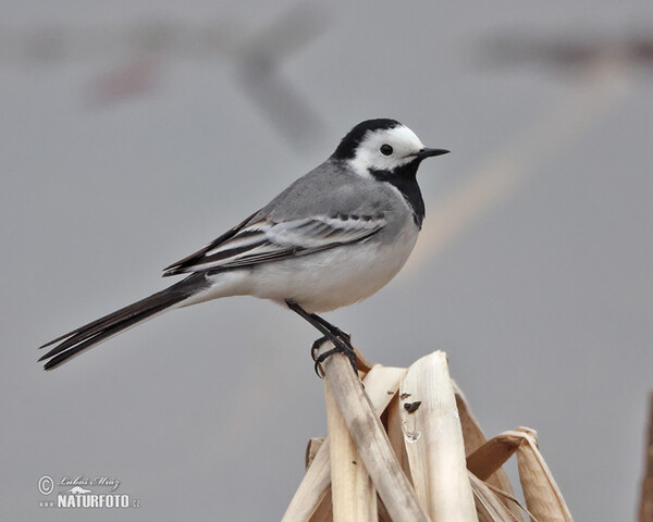 Lavandera blanca