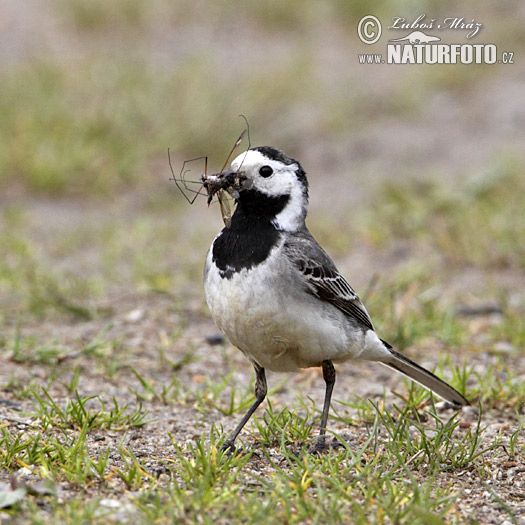 Lavandera blanca