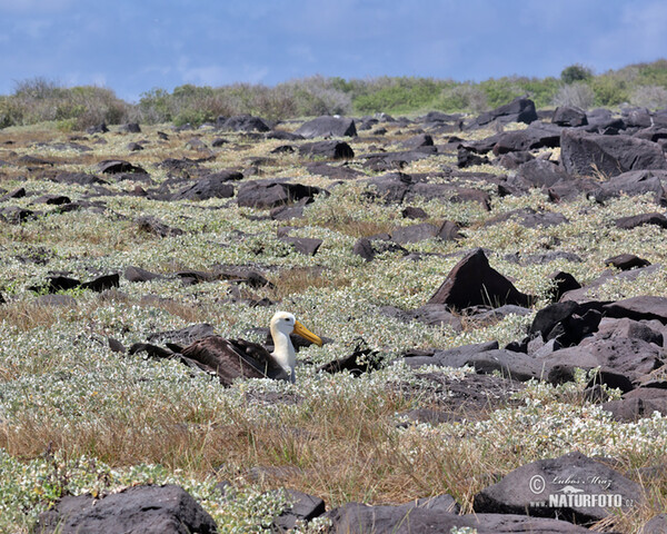 lbatros de les Galápagos
