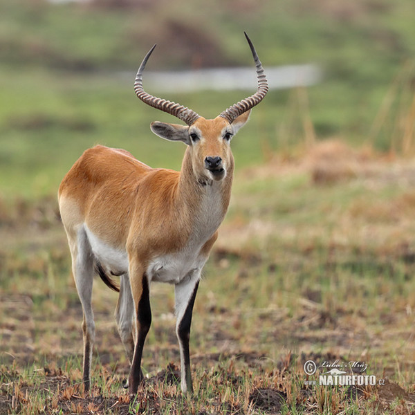 Lechwe (Kobus leche)