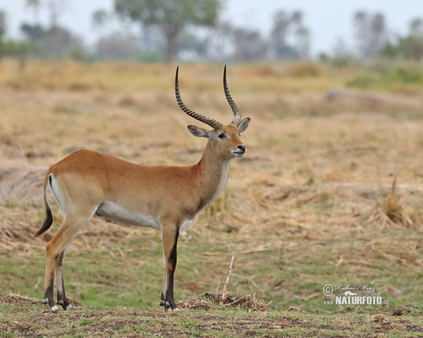 Lechwe (Kobus leche)