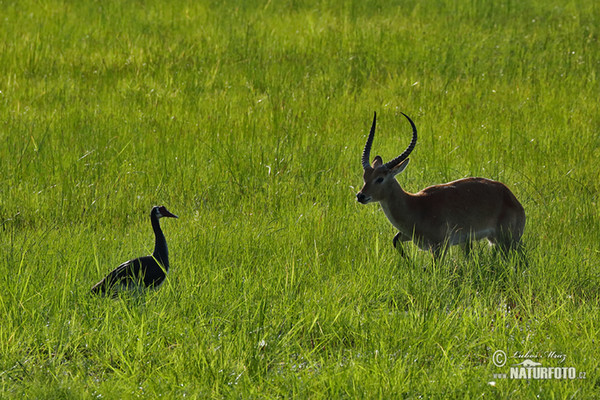 Lechwe (Kobus leche)