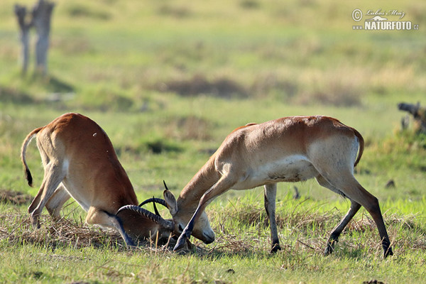 Lechwe (Kobus leche)