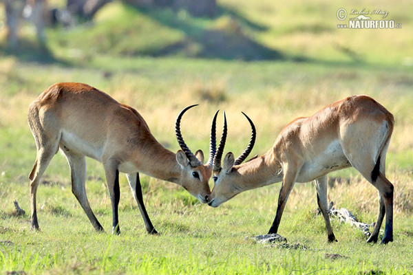 Lechwe (Kobus leche)