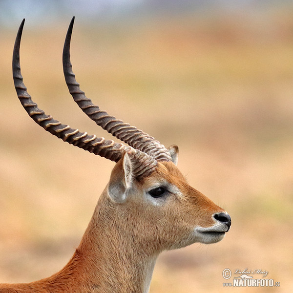 Lechwe (Kobus leche)