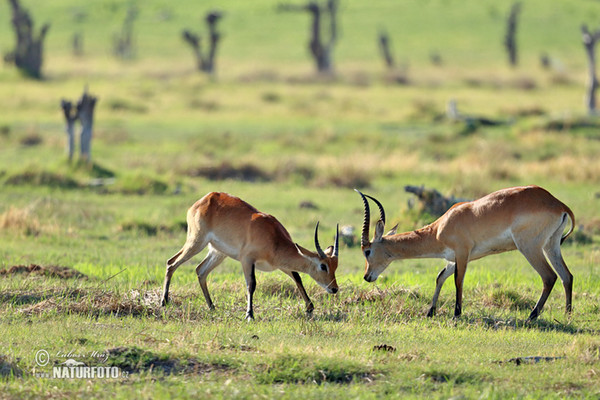 Lechwe (Kobus leche)