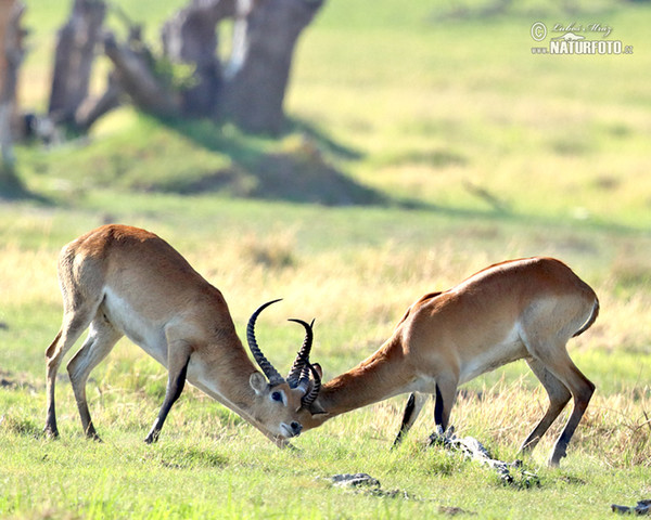 Lechwe (Kobus leche)