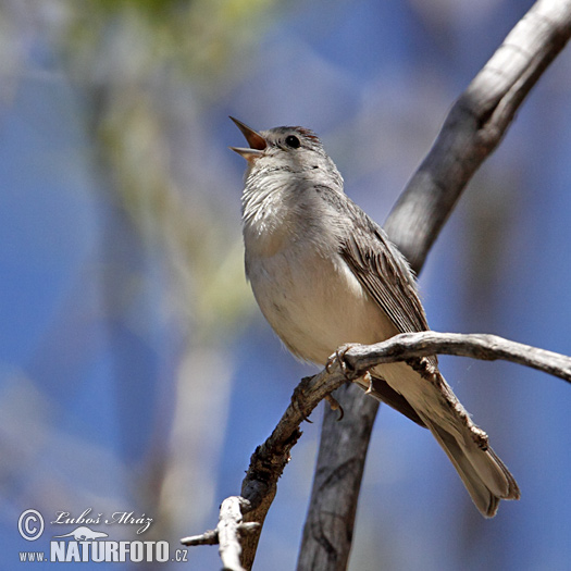 Leiothlypis luciae