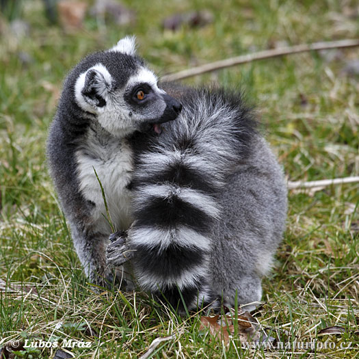 Lemur catta