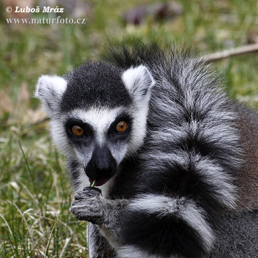 Lemur catta