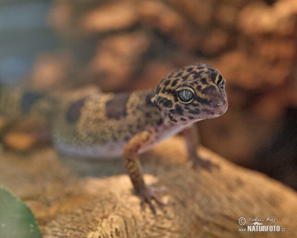 Leopard gecko