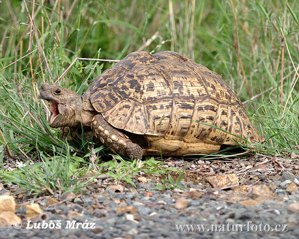 Leopard Tortoise (Geochelone pardalis)