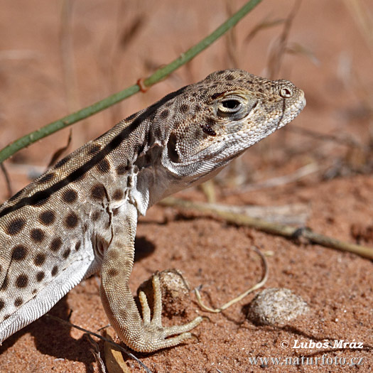 Leopardileguaani