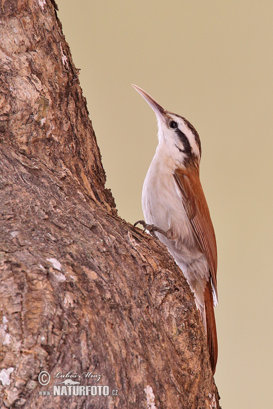 Lepidocolaptes angustrirostris