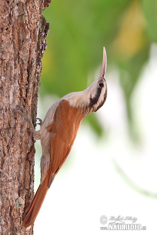 Lepidocolaptes angustrirostris