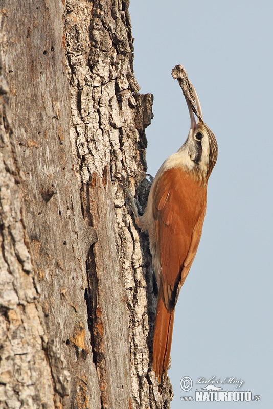 Lepidocolaptes angustrirostris