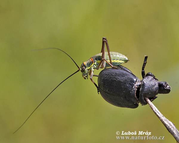 Leptophyes albovittata