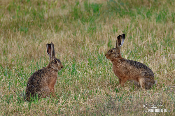 Lepus europaeus