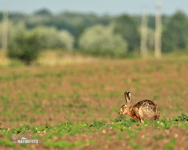 Lepus europaeus