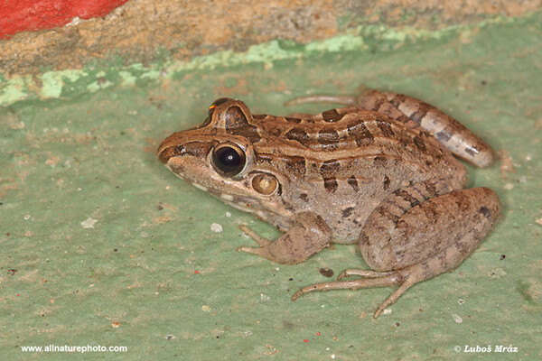 Lesser foam frog (Leptodactylus latrans)