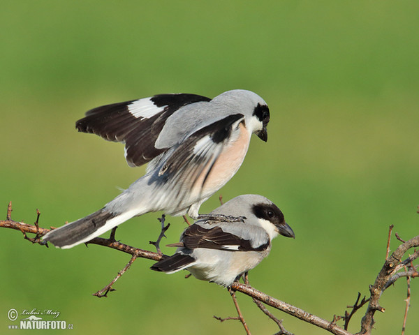 Lesser Grey Shrike (Lanius minor)