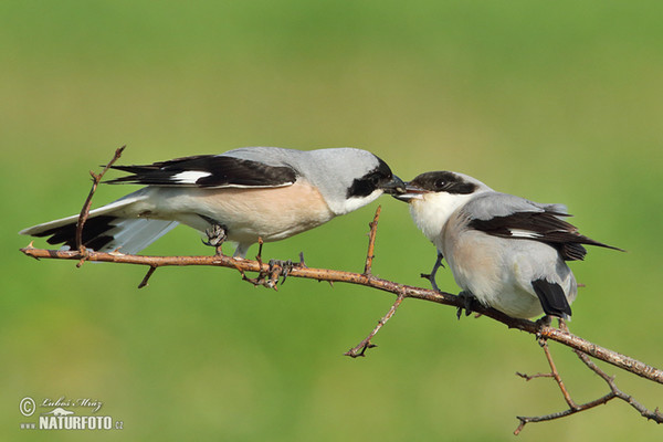 Lesser Grey Shrike (Lanius minor)