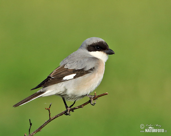 Lesser Grey Shrike (Lanius minor)