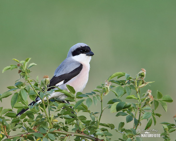 Lesser Grey Shrike (Lanius minor)