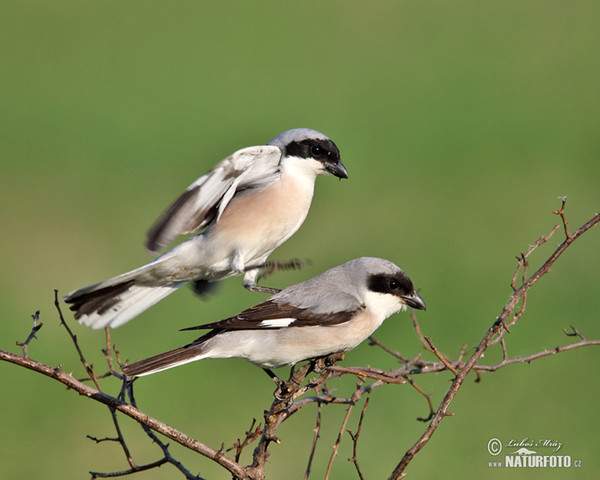 Lesser Grey Shrike (Lanius minor)