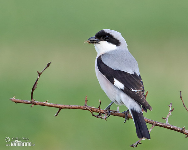 Lesser Grey Shrike (Lanius minor)