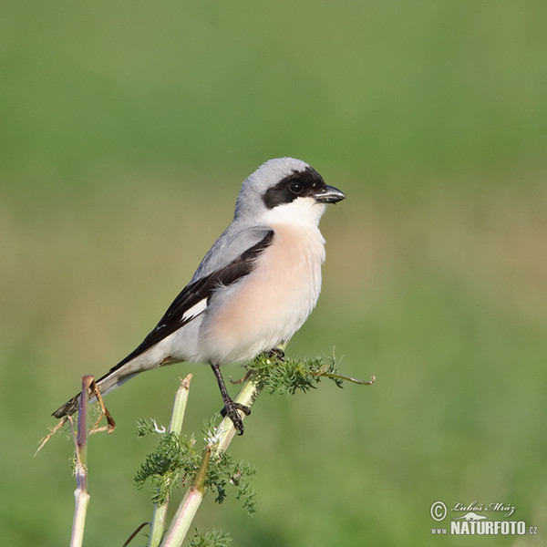 Lesser Grey Shrike (Lanius minor)