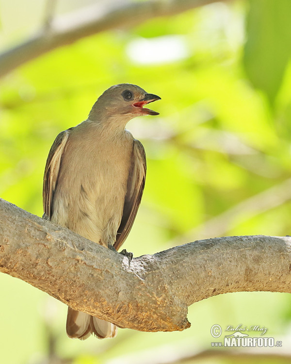 Lesser Honeyguide (Indicator minor)