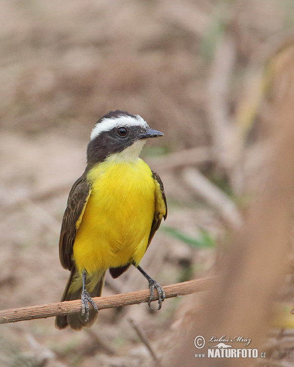 Lesser Kiskadee (Pitangus lictor)